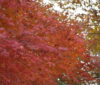 紅葉の季節を迎えています！